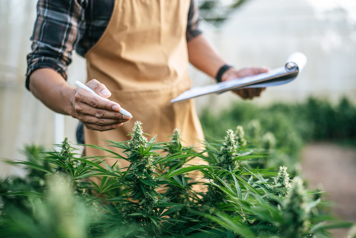 Faire le choix du CBD pour améliorer son bien-être