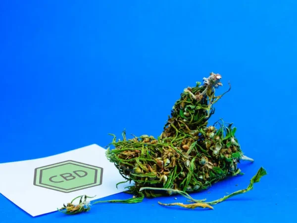 Les 5 indispensables à connaître pour choisir sa fleur de CBD en 2026